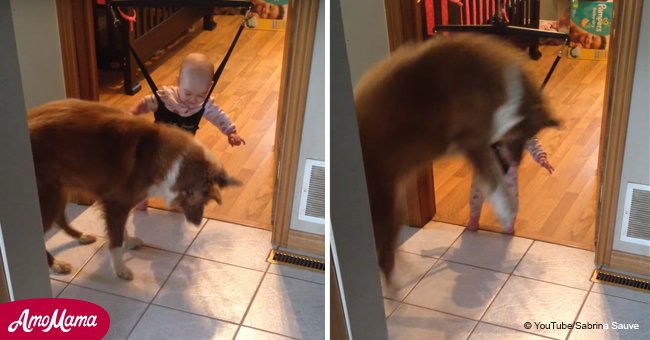 Un chien décide d'enseigner de nouveaux trucs à un tout-petit, mais quelque chose ne va pas