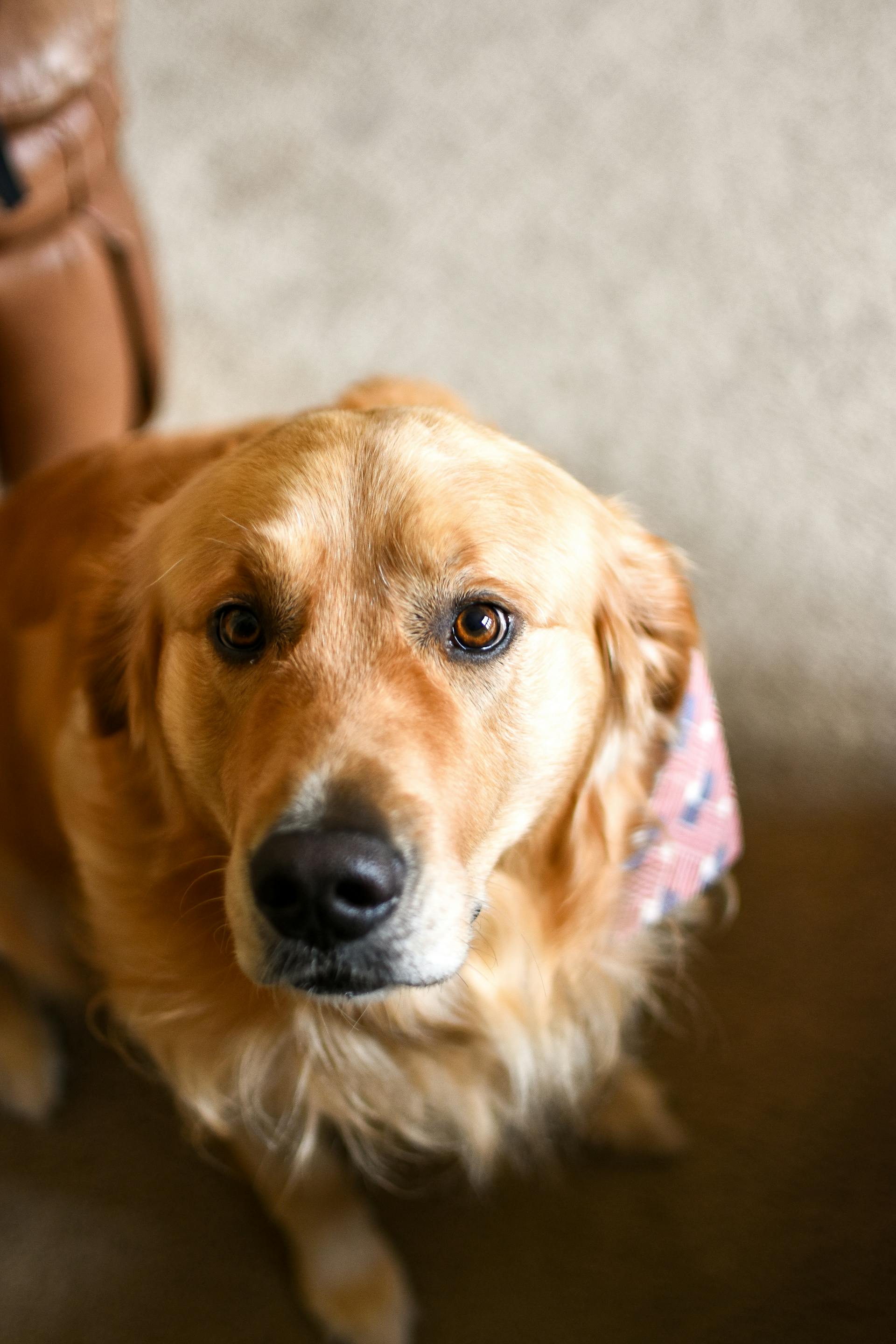 Un chien qui regarde droit devant lui | Source : Pexels