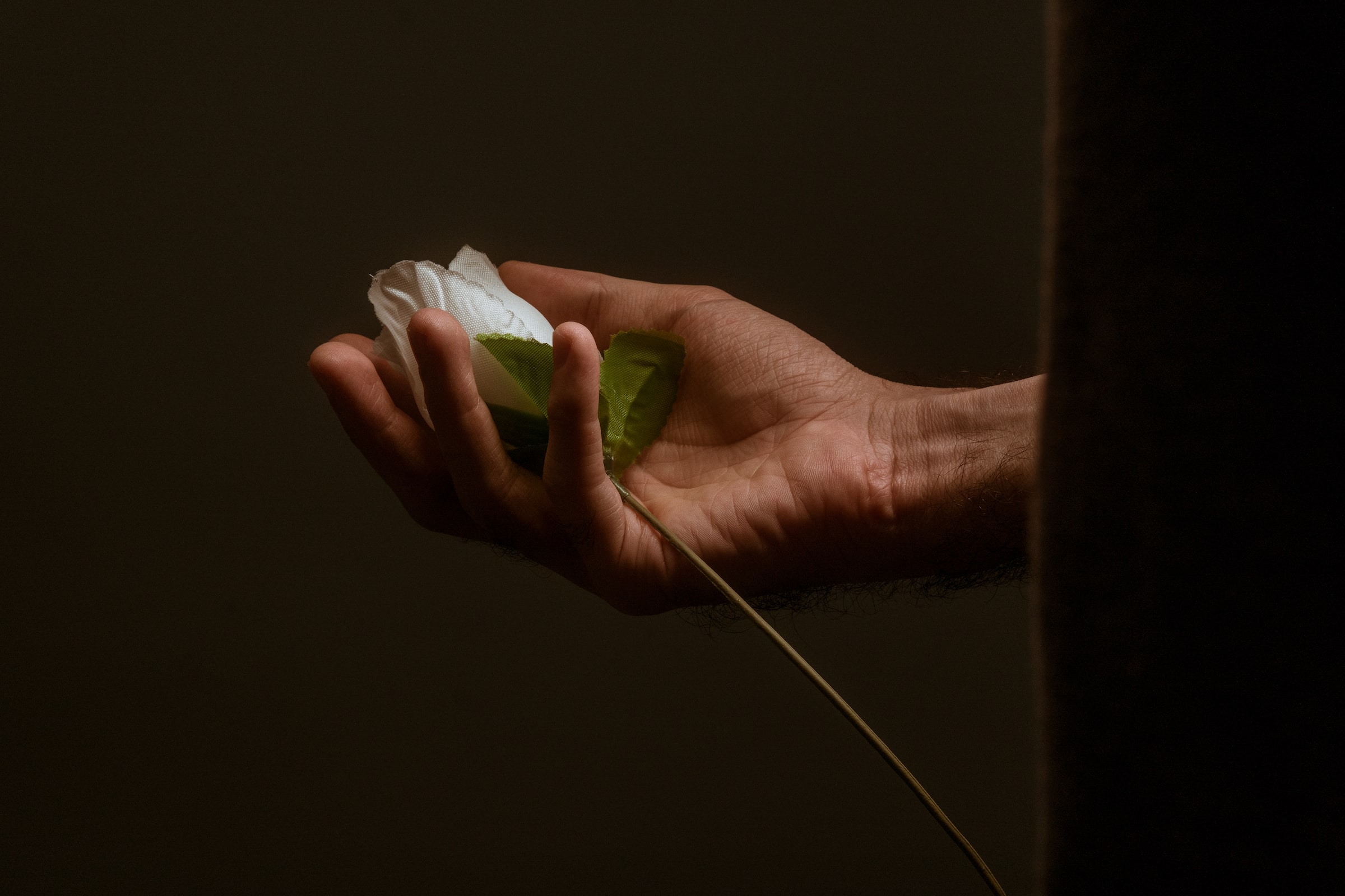 Une personne tenant une rose blanche | Source : Unsplash