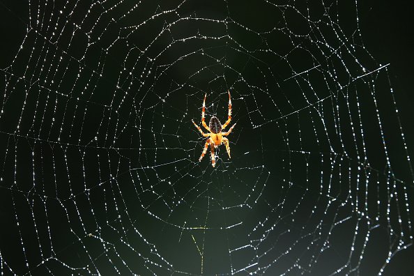 A cross spider sits in the middle of its web at temperatures of around 30 degrees Celsius. Water drops from a nearby irrigation system have formed on its wafer-thin threads. Photo: Wolfgang Kumm/dpa (Photo by Wolfgang Kumm/picture alliance via Getty Images)