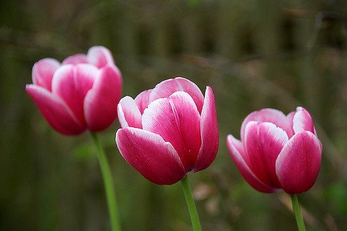 Trois tulipes roses et blanches. l Source: Flickr