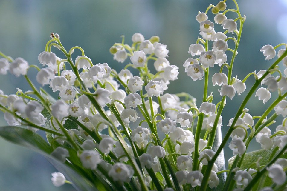 Fleur de muguet. | Photo : Pixabay