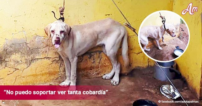 Un chien a été trouvé attaché avec une laisse si courte qu'il ne pouvait même pas atteindre sa nourriture﻿