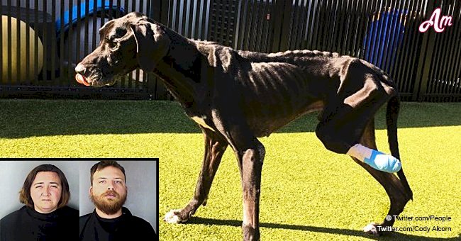 Les propriétaires accusés après que leur chien affamé qui s'est coincé dans un câble se soit mâché la jambe