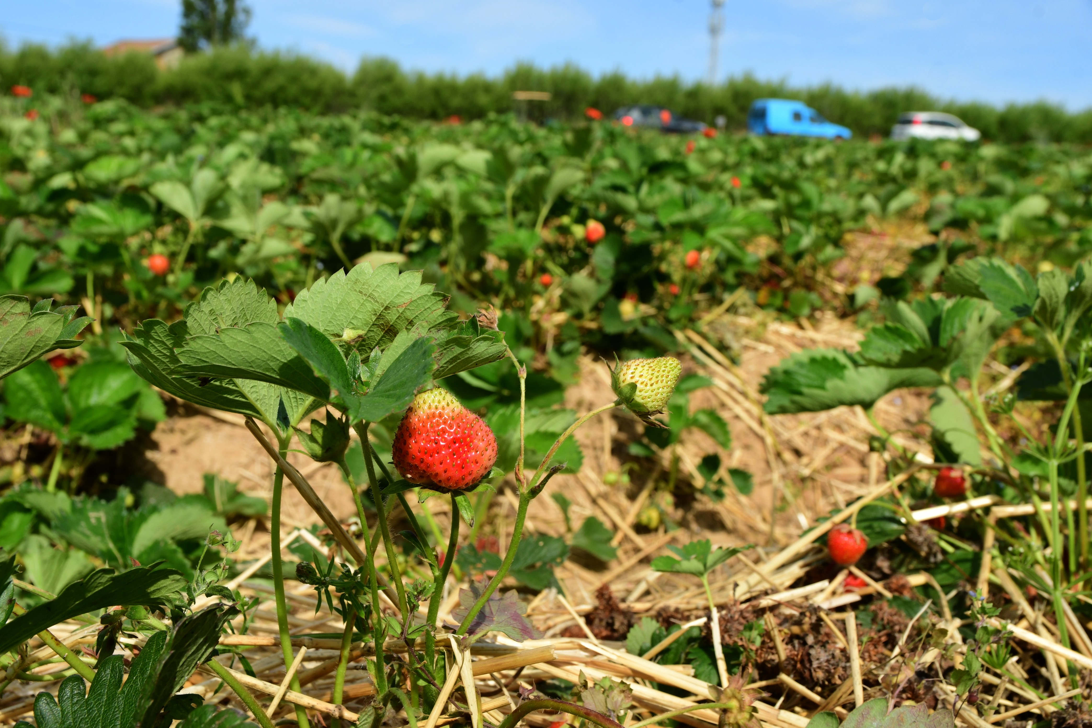 Fraises pour la confiture vues dans un champ à la ferme d'un producteur | Source : Getty Images